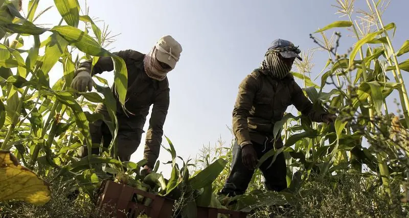 Climate pressures push MENA agriculture to critical crossroads