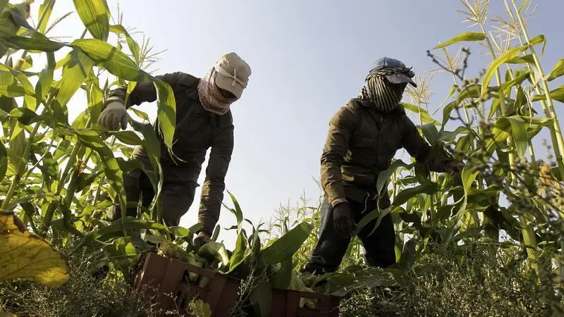 Saudi Arabia's Jazan region launches $160mln fruits, greenhouses project