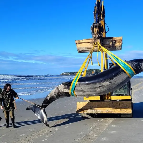 World's rarest whale washes up on New Zealand beach