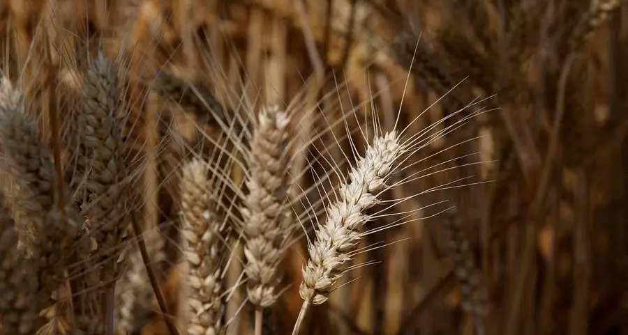 Heavy rain floods China's top wheat province ahead of harvest