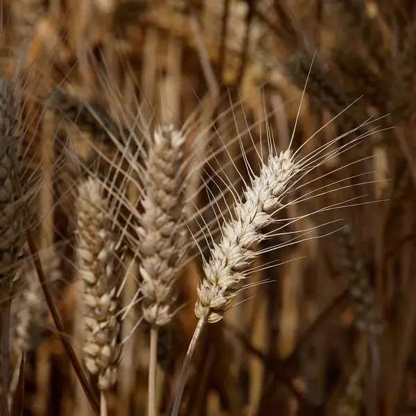 China sets minimum purchase price for wheat produced in 2024