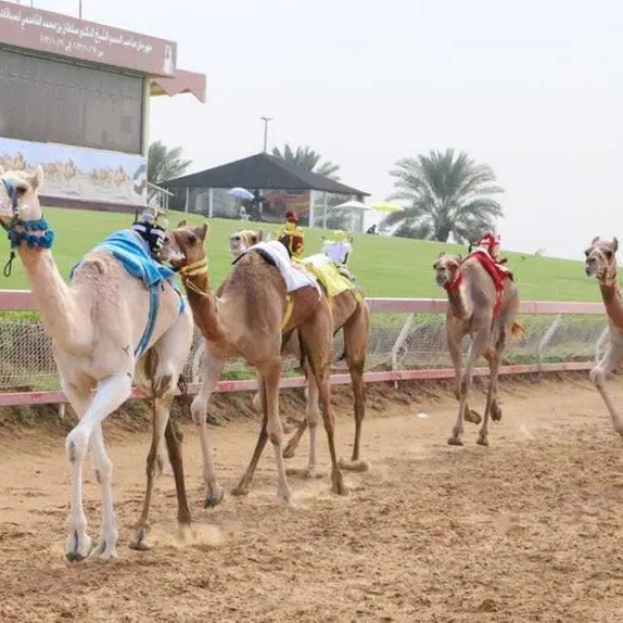 UAE: Cloned, IVF-treated camels win races as scientists make breakthrough