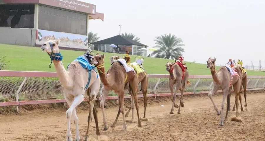 UAE: Cloned, IVF-treated camels win races as scientists make breakthrough