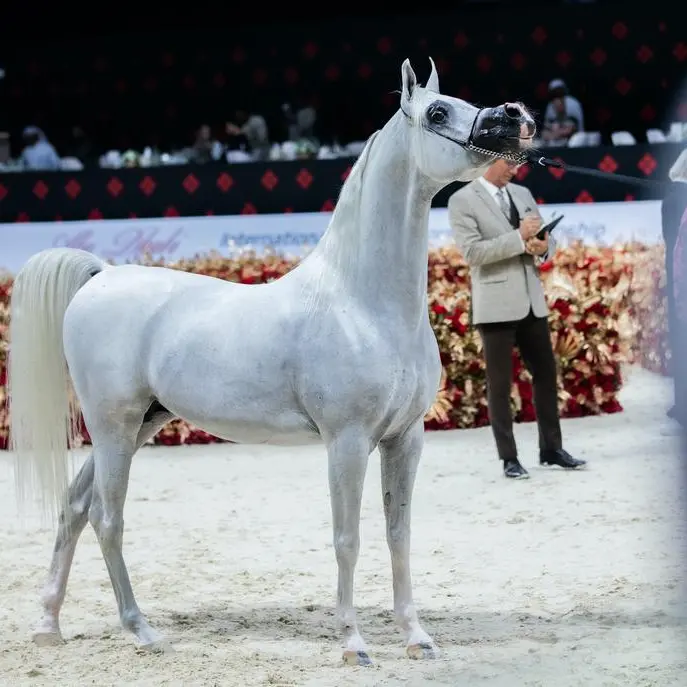 Spectacular Stallions delight spectators on day three of the Global Champions Arabians Tour