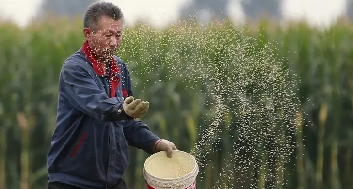 China set for bumper harvests of grains and oilseeds, ministry says