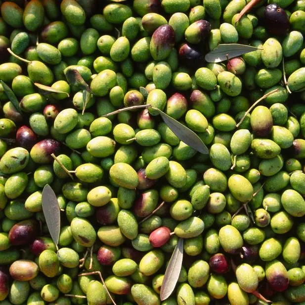 Oman: Al Jabal Al Akhdhar gearing up for Olive harvest festival