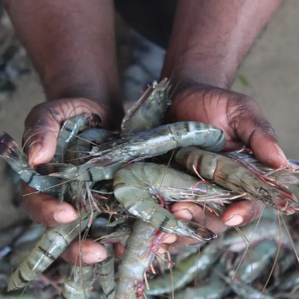 Oman’s shrimp farming sector eyes $1.6bln strategic deal