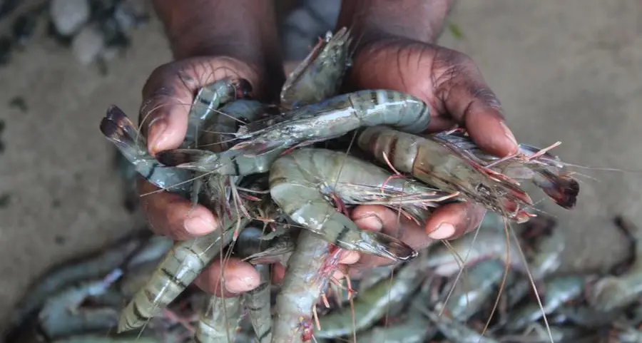 Oman’s shrimp farming sector eyes $1.6bln strategic deal
