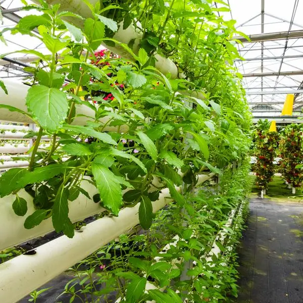 Saudi Environment Ministry issues first license for aeroponics agriculture in the Mideast