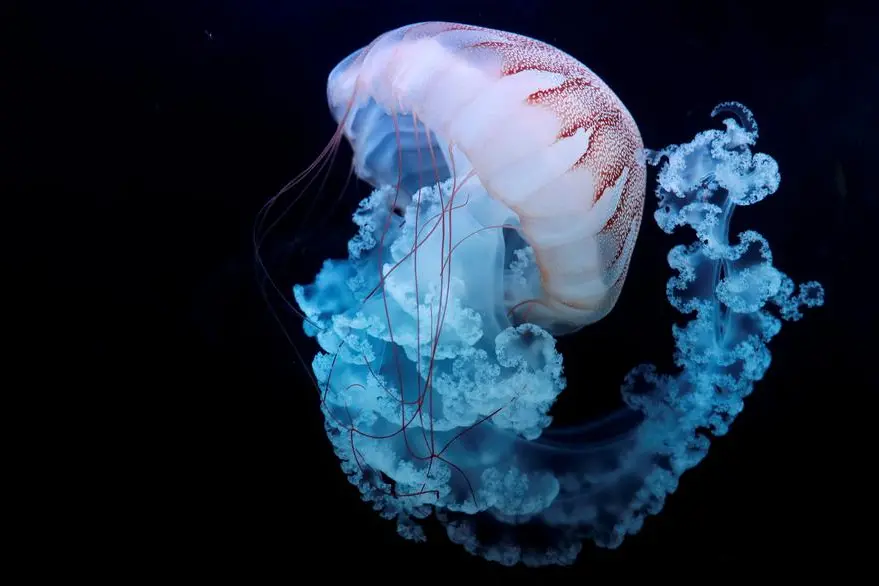 FILE PHOTO: A jellyfish swims in a giant spherical tank at the World of Jellyfish aquarium in Prague, Czech Republic, February 3, 2020. REUTERS/David W Cerny/File Photo , Reuters