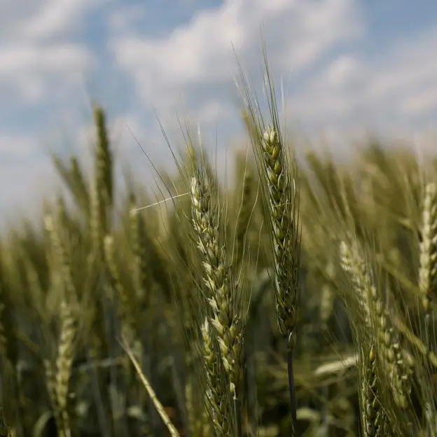 Romanian ruling Social Democrat party supports Ukrainian grain import ban