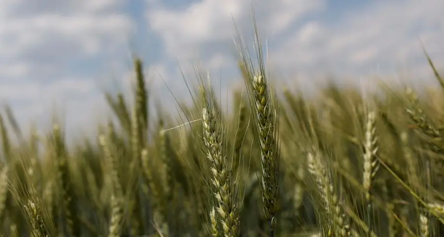 Romanian ruling Social Democrat party supports Ukrainian grain import ban
