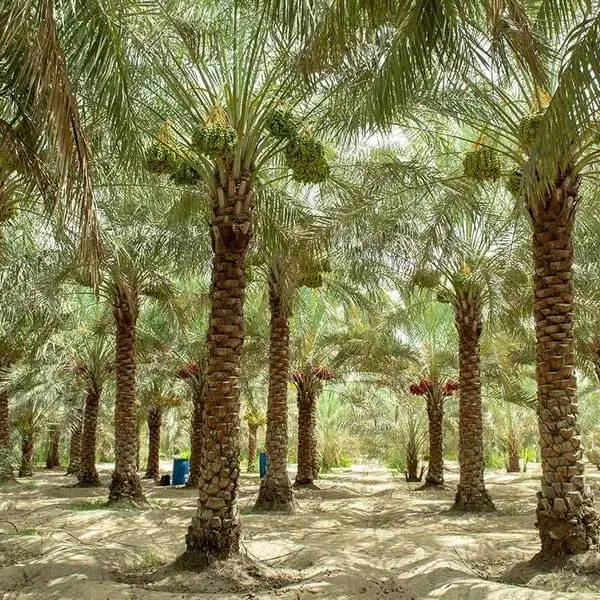 UAE: Al Sila Veterinary and Agricultural Services Centre opens