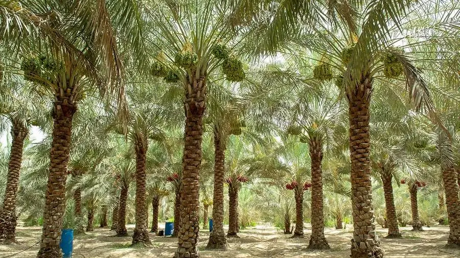 UAE: Al Sila Veterinary and Agricultural Services Centre opens