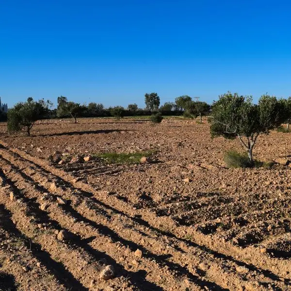 Tunisia: Production of table olives up in Ben Arous
