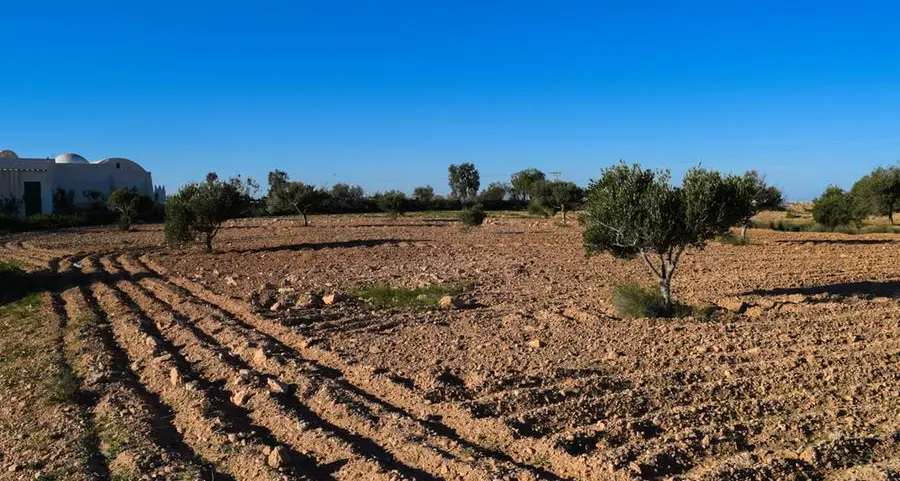 Tunisia: Ministry of Agriculture authorises regional directorates to start irrigating grain crops