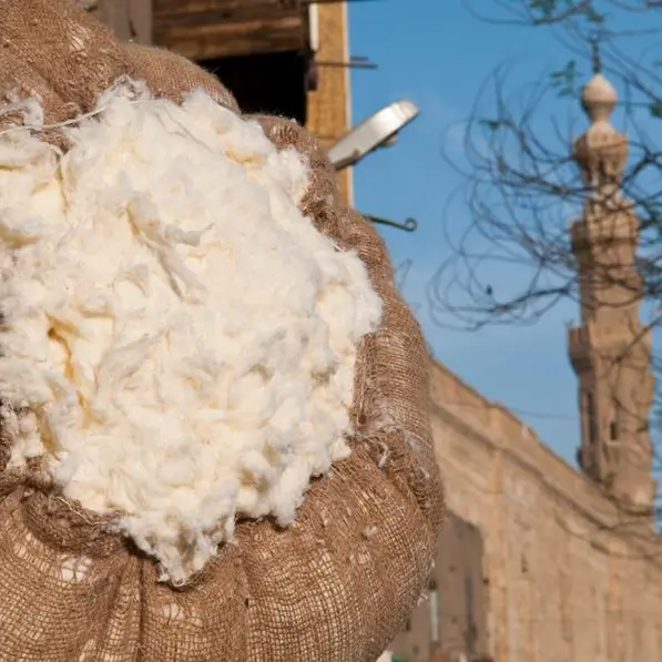 Egypt’s long-staple cotton imports fall 15% in 2023/24 harvest season