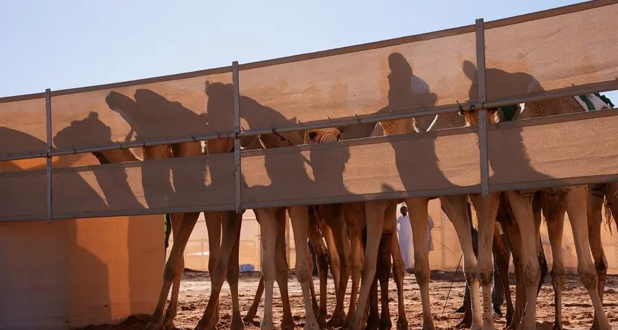 AlUla Camel Cup returns, showcases Saudi Arabia's heritage