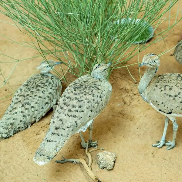 Half a million birds released to boost the sustainability of houbara populations in the wild