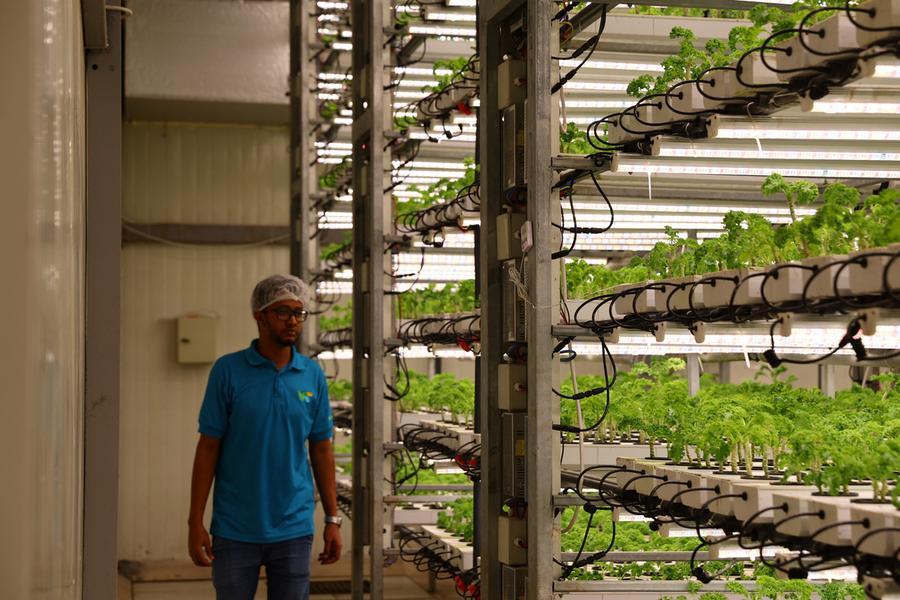 Vertical farming startup Plenty to expand via $680mln JV with UAE's Mawarid