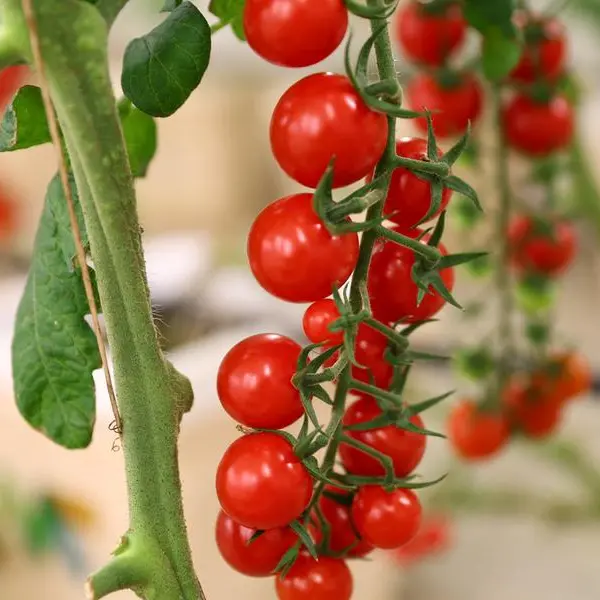 Ghitha, ADNH Catering plan local sourcing, supply chain collaboration