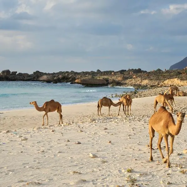 Oman: Dhofar begins vaccination to curb infectious diseases in animals