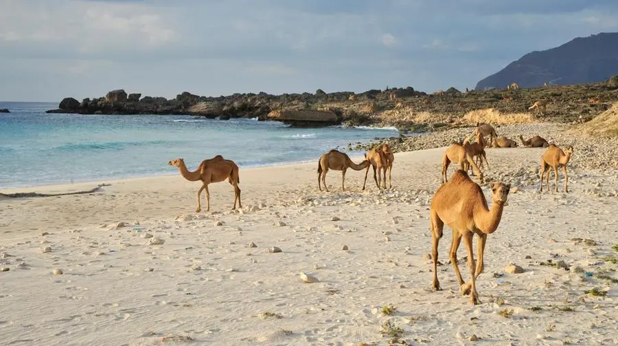 Oman: Dhofar begins vaccination to curb infectious diseases in animals