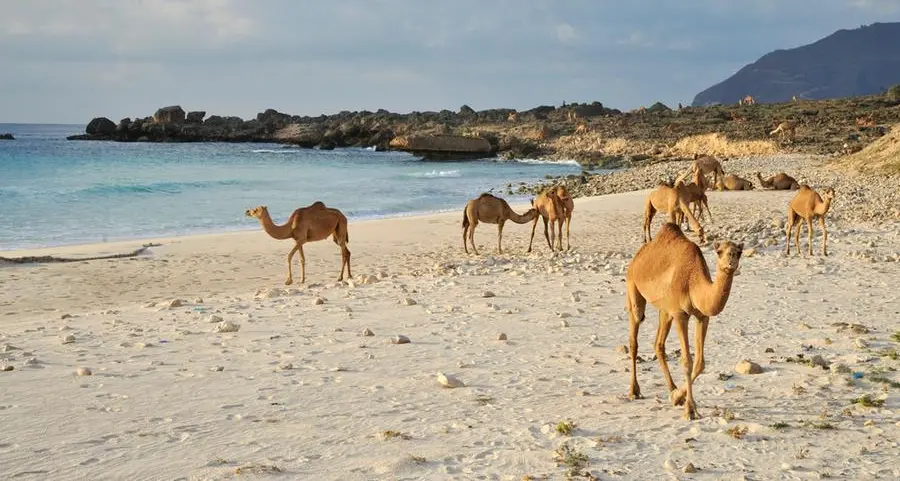 Tourists seek enhanced services to boost Salalah experience