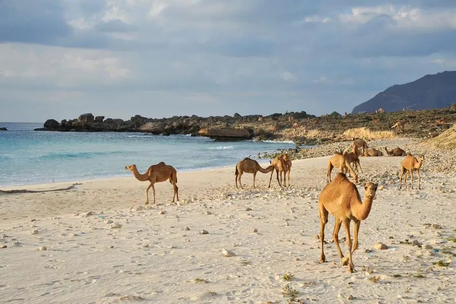 Sultanate of Oman, DHOFAR, camels are waliking on the wild sand beach of Fizayah situated at the west of SALALAH. Image used for illustrative purpose Getty Images