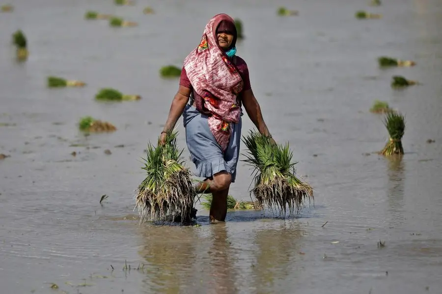 FILE PHOTO: A farmer carries rice saplings in her field on the outskirts of the western Indian city of Ahmedabad, India, February 1, 2023. REUTERS/Amit Dave/File Photo , Reuters