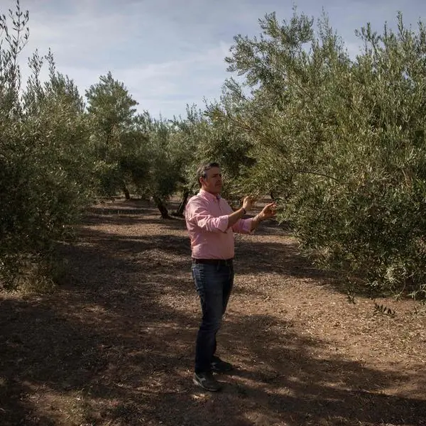 Drought spells 'catastrophe' for Spain's olive harvest