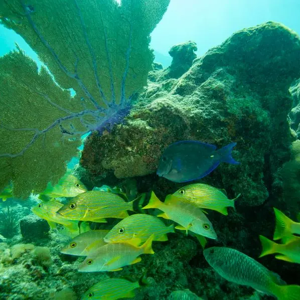 Countries pledge to raise $12bln to help coral