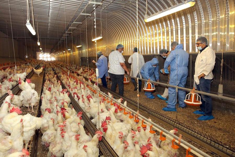 Al Ajban Poultry partners with Emirates Veterinary Association in ...