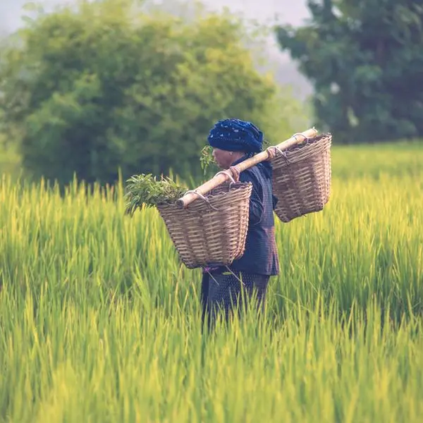 FG launches 50kg rice sale at $24.6, requires NIN verification