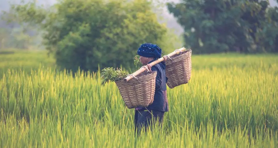 FG launches 50kg rice sale at $24.6, requires NIN verification