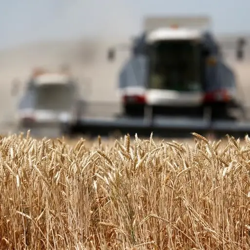 In recurring fashion, wheat supplies in major exporters to hit 16-year low - Braun