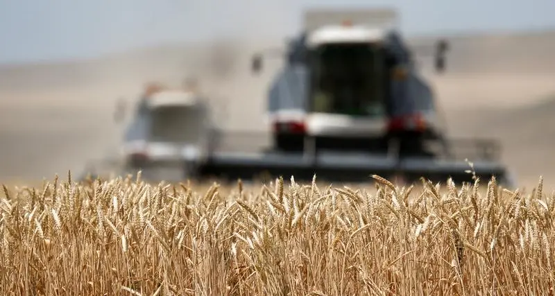 In recurring fashion, wheat supplies in major exporters to hit 16-year low - Braun