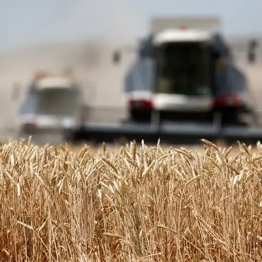 Wheat slips towards 3-year lows on plentiful supplies