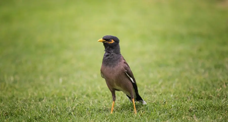 Myna bird poses threats to Qatar's ecological balance