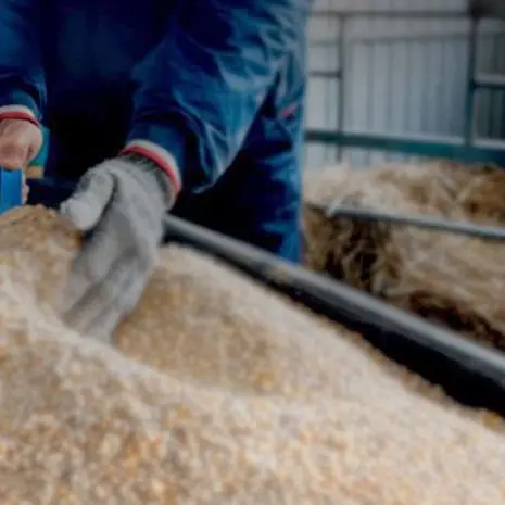 Abu Dhabi Investment Office announces tender for animal feed markets