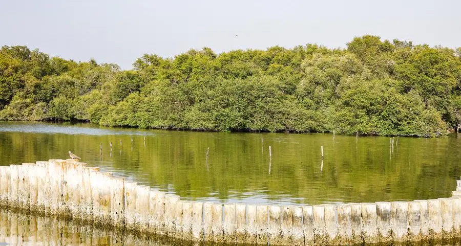 Mangroves are key resource for achieving UAE’s Net Zero by 2050: Amna Al Dahak