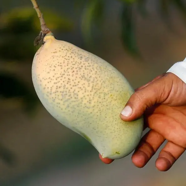 Italy's mango production on the rise as climate warms