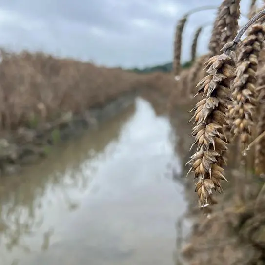 Wheat steadies after falling by nearly 3% as Black Sea supply fears ease