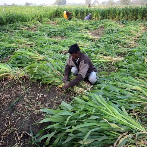 South Africa: Maize crop shrinks to under 13mln tons, lowest in 5 years