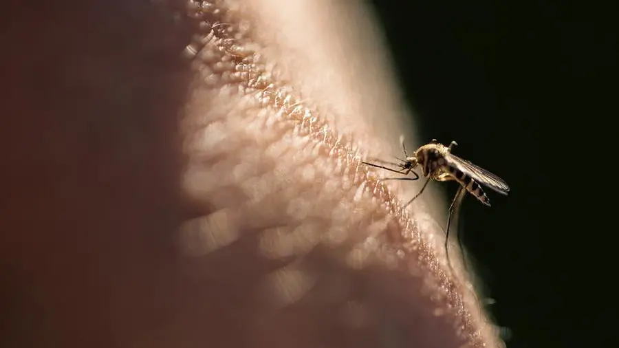 Dubai boosts efforts to curb spread of mosquitoes across parks, markets, other areas