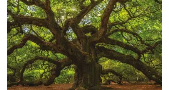 Islamic Finance ESG Outlook 2019: Shared values