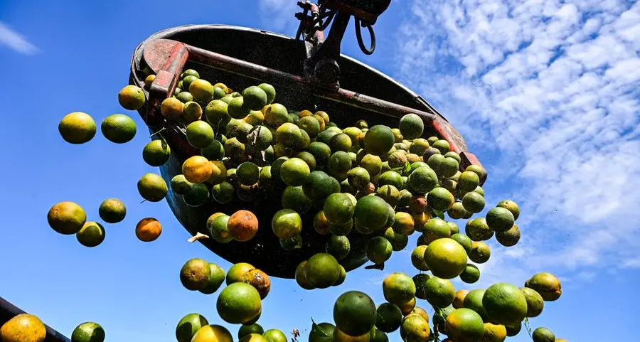 Fruit in crisis: Florida's orange groves buffeted by hurricane, disease