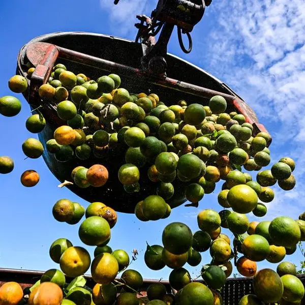 Orange juice prices soar as US harvests anything but sweet