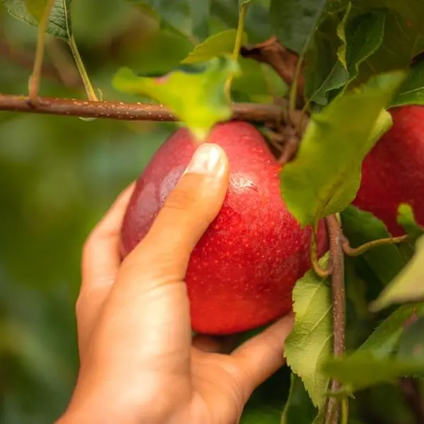 التفاح الأوروبي يوفر منتجات استثنائية في عام 2023 للمستهلكين في دول مجلس التعاون الخليجي