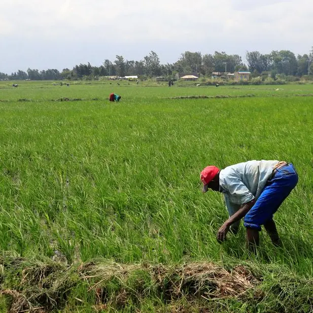 Seaweed farming transforms Kenyan coast amid climate challenges